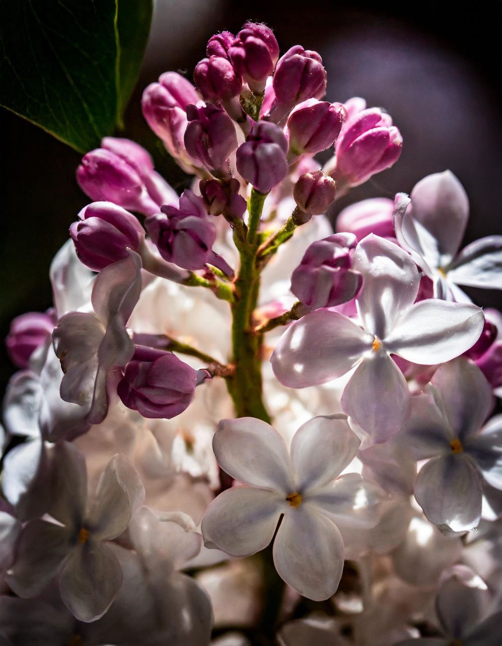 Spring Blossoms: 10 Flowers for Stunning Seasonal Arrangements