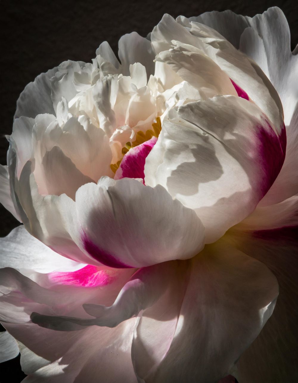 A Guide on Caring for Fresh Cut Peonies from Your Local Flower Shop